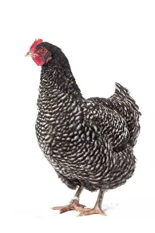 Coucou: Coucou des Flandres Chicken Hen