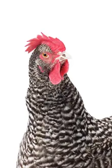 Coucou: Coucou des Flandres Chicken Hen