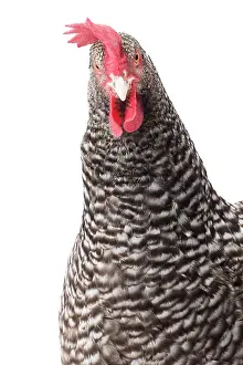 Coucou: Coucou des Flandres Chicken Hen
