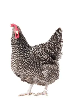 Coucou: Coucou des Flandres Chicken Hen