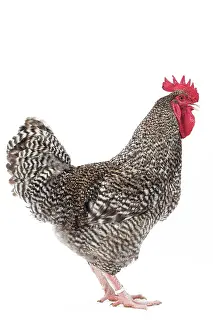 Coucou: Coucou de Rennes Chicken Cockerel / Rooster