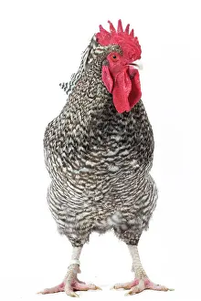 Coucou: Coucou de Rennes Chicken Cockerel / Rooster