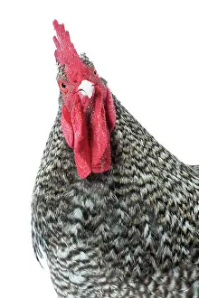 Coucou: Coucou de Rennes Chicken Cockerel / Rooster