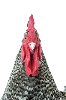Comb: Coucou de Rennes Chicken Cockerel / Rooster