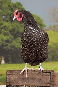 Coucou: Coucou de Rennes Chicken hen