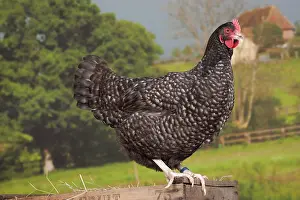 Coucou de Rennes Chicken hen