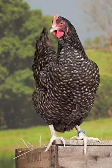 Coucou: Coucou de Rennes Chicken hen