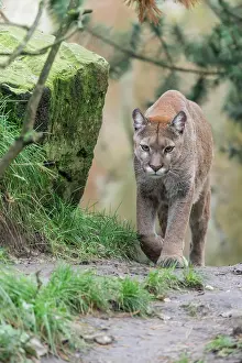 Cougar: Cougar (Cougar concolor)