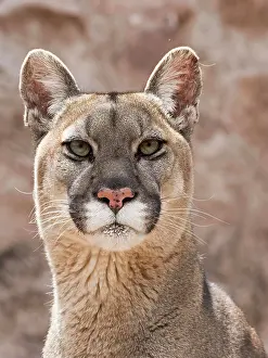 Cougar: Cougar (Cougar concolor), animal portrait, captive