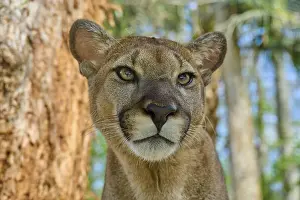 Felinae: Cougar (Cougar concolor), close-up of a Cougar in the forest with intense gaze