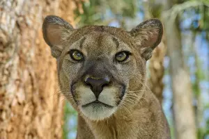 Felinae: Cougar (Cougar concolor), in the forest with direct view and natural colours