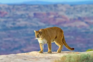 Pumas: Cougar / Mountain Lion