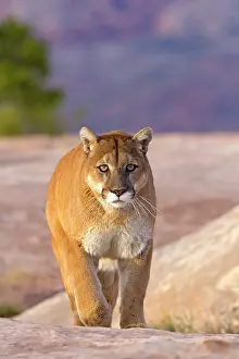 Pumas: Cougar / Mountain Lion
