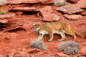 Pumas: Cougar / Mountain Lion