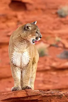 Pumas: Cougar / Mountain Lion