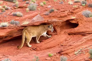 Pumas: Cougar / Mountain Lion
