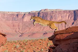Cougar / Mountain Lion