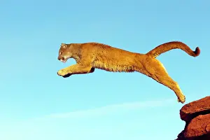 Pumas: Cougar / Mountain Lion