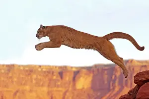 Pumas: Cougar / Mountain Lion