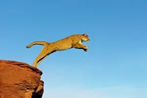 Pumas: Cougar / Mountain Lion