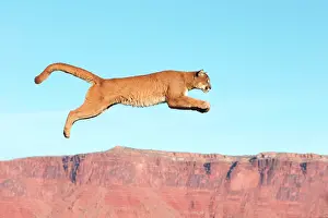 Pumas: Cougar / Mountain Lion