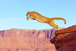 Pumas: Cougar / Mountain Lion