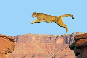 Pumas: Cougar / Mountain Lion