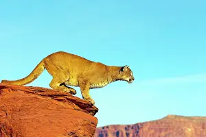 Pumas: Cougar / Mountain Lion