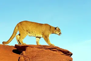 Pumas: Cougar / Mountain Lion