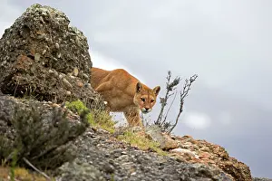Concolor: Cougar Mountain Lion adult female