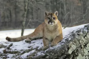 Panthers: Cougar / Mountain Lion / Puma