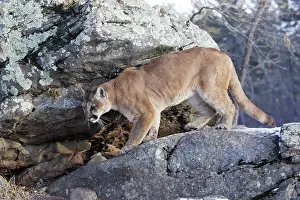 Panthers: Cougar / Mountain Lion / Puma