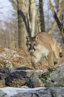 Panthers: Cougar / Mountain Lion / Puma