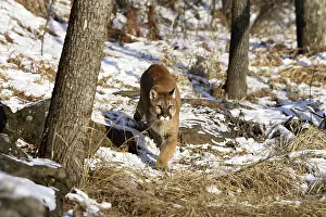 Panthers: Cougar / Mountain Lion / Puma
