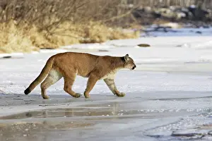Panthers: Cougar / Mountain Lion / Puma