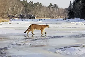 Panthers: Cougar / Mountain Lion / Puma