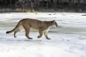 Panthers: Cougar / Mountain Lion / Puma