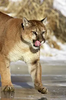 Panthers: Cougar / Mountain Lion / Puma