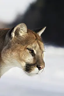 Panthers: Cougar / Mountain Lion / Puma