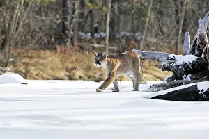 Panthers: Cougar / Mountain Lion / Puma
