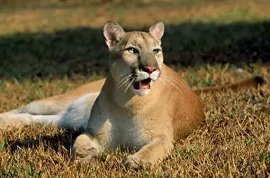 Panthers: COUGAR / Mountain Lion / Puma
