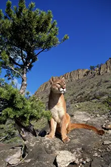 Panthers: Cougar / Mountain Lion / Puma