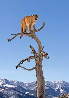 Cougar: Cougar / Mountain Lion / Puma