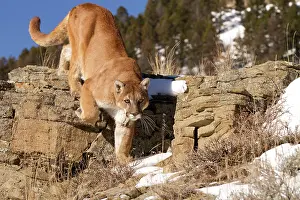 Cougar: Cougar / Mountain Lion / Puma