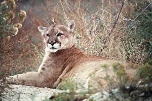 Panther: Cougar / Mountain Lion / Puma