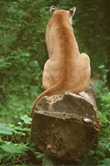 Mary Clay: Cougar / Mountain Lion / Puma