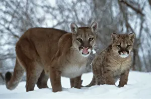 Lions: Cougar / Mountain Lion / Puma