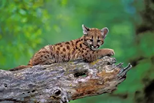Pumas: Cougar / Mountain Lion / Puma Baby lying on broken