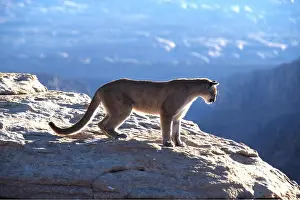 Altitude: COUGAR / Mountain lion / Puma - at cliff edge, single