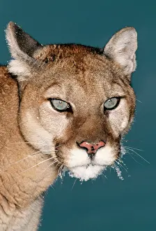 Pumas: Cougar / Mountain Lion / Puma - close-up of face
